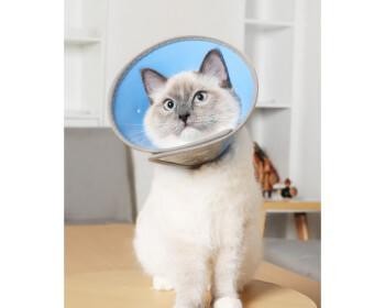 小猫套伊丽莎白圈，如何照顾宠物伤口（关于小猫穿戴伊丽莎白圈的注意事项及护理方法）