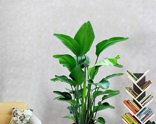 室内绿植的选择与养护（适合室内的美丽植物推荐，让家居生活更健康和美好）