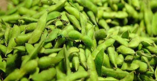 毛豆的正确搭配（掌握正确的食物搭配）
