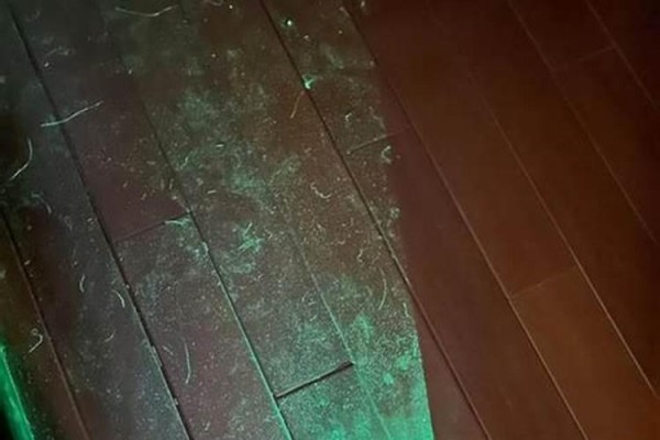 家里总是有很多灰尘怎么办