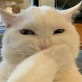 普通白色猫咪