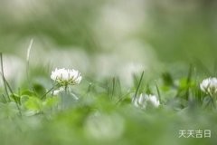 龙血树风水摆放三不要：家居绿植布局指南