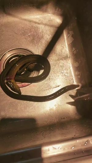 巧杀黄鳝的做法 步骤2