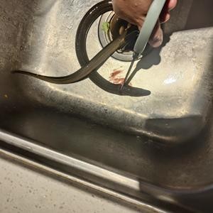 巧杀黄鳝的做法 步骤1