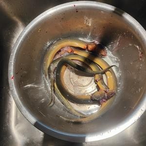 巧杀黄鳝的做法 步骤5