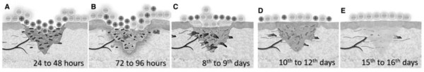 BIOCELLINE电子皮肤：微电场怎样实现“导入+修复+抗炎+抗衰”？