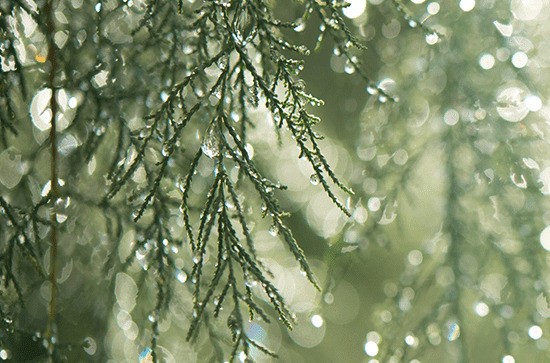 梅雨季节怎么保持室内干燥 梅雨季节的健康防护小贴士