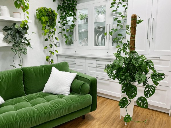 Plantas enredaderas de interior