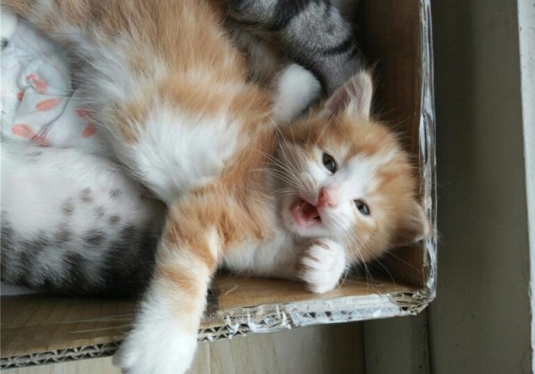 猫咪并不是越小养越好,奶猫过早离开母猫,容易导致身心缺陷