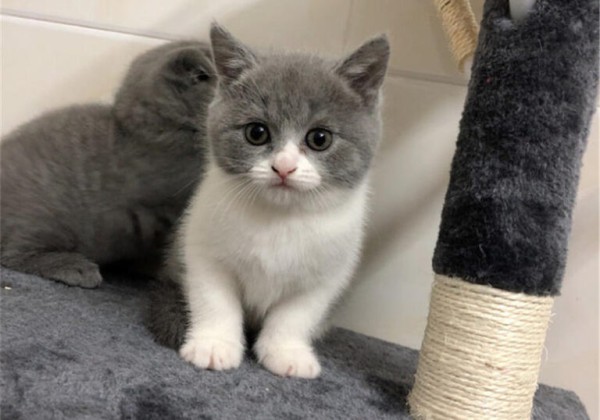 猫咪并不是越小养越好,奶猫过早离开母猫,容易导致身心缺陷