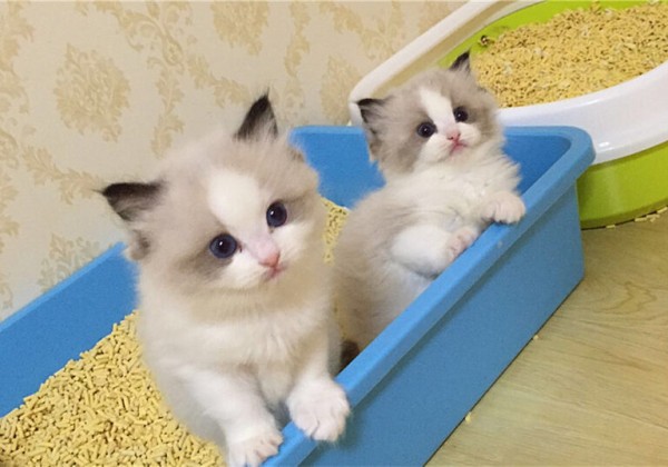 猫咪并不是越小养越好,奶猫过早离开母猫,容易导致身心缺陷