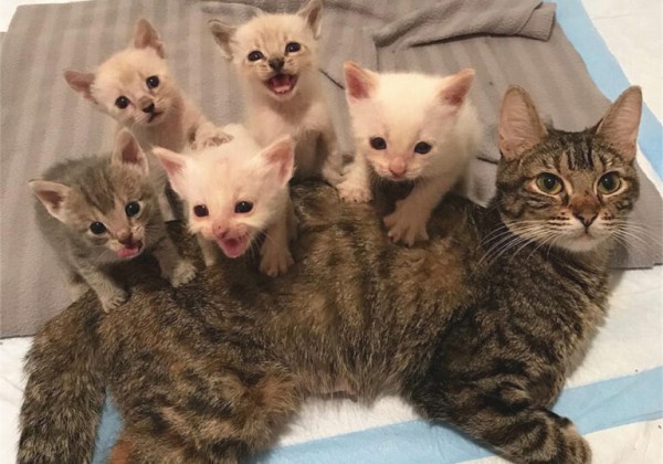 猫咪并不是越小养越好,奶猫过早离开母猫,容易导致身心缺陷
