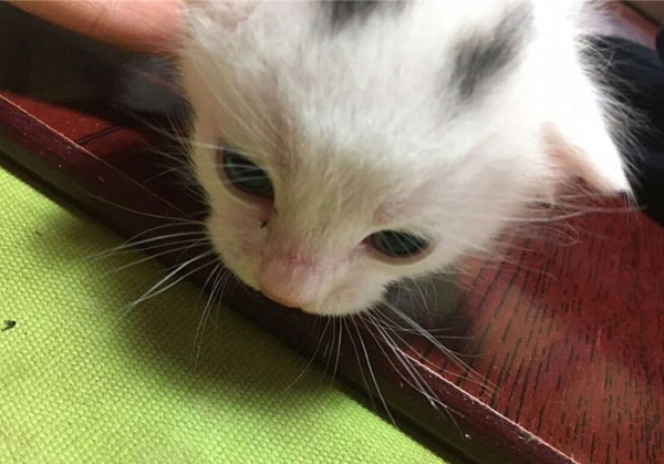 猫咪并不是越小养越好,奶猫过早离开母猫,容易导致身心缺陷