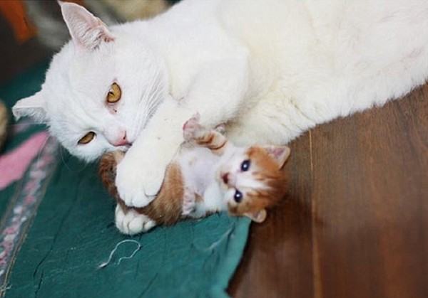 猫咪并不是越小养越好,奶猫过早离开母猫,容易导致身心缺陷