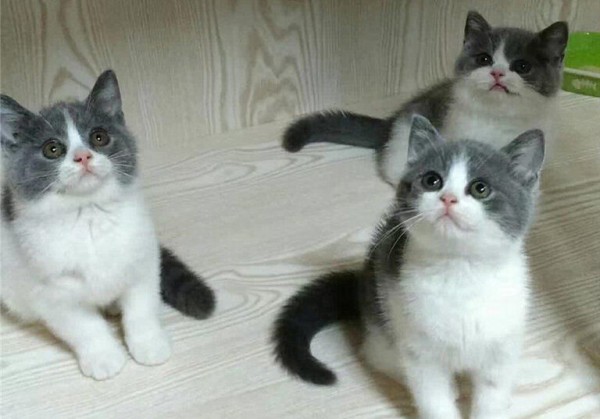 猫咪并不是越小养越好,奶猫过早离开母猫,容易导致身心缺陷