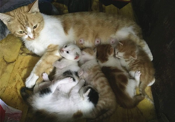 猫咪并不是越小养越好,奶猫过早离开母猫,容易导致身心缺陷