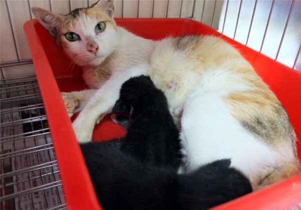 猫咪并不是越小养越好,奶猫过早离开母猫,容易导致身心缺陷