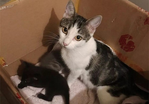 猫咪并不是越小养越好,奶猫过早离开母猫,容易导致身心缺陷