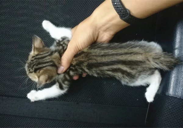 猫咪并不是越小养越好,奶猫过早离开母猫,容易导致身心缺陷