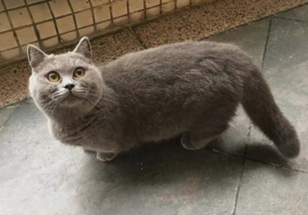 猫咪并不是越小养越好,奶猫过早离开母猫,容易导致身心缺陷