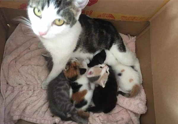 猫咪并不是越小养越好,奶猫过早离开母猫,容易导致身心缺陷