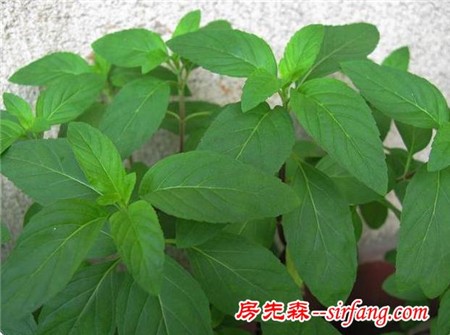 老人房适合摆放什么植物？