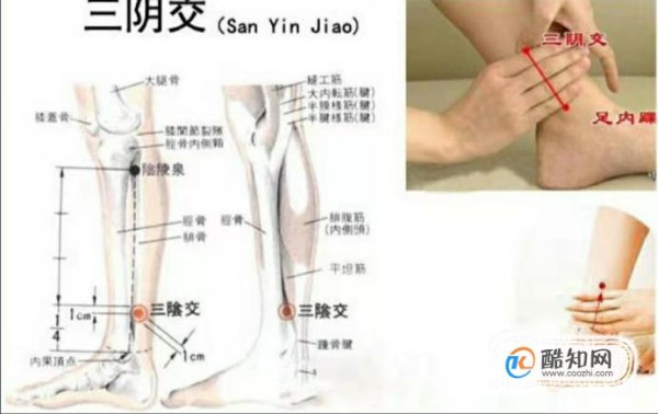三阴交穴位位置图和作用