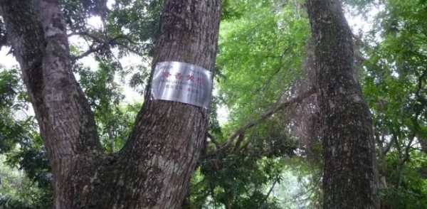 降香黄檀(黄花梨)价格一直攀升走高 深受人们的喜爱