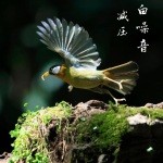 白噪音的疗愈世界