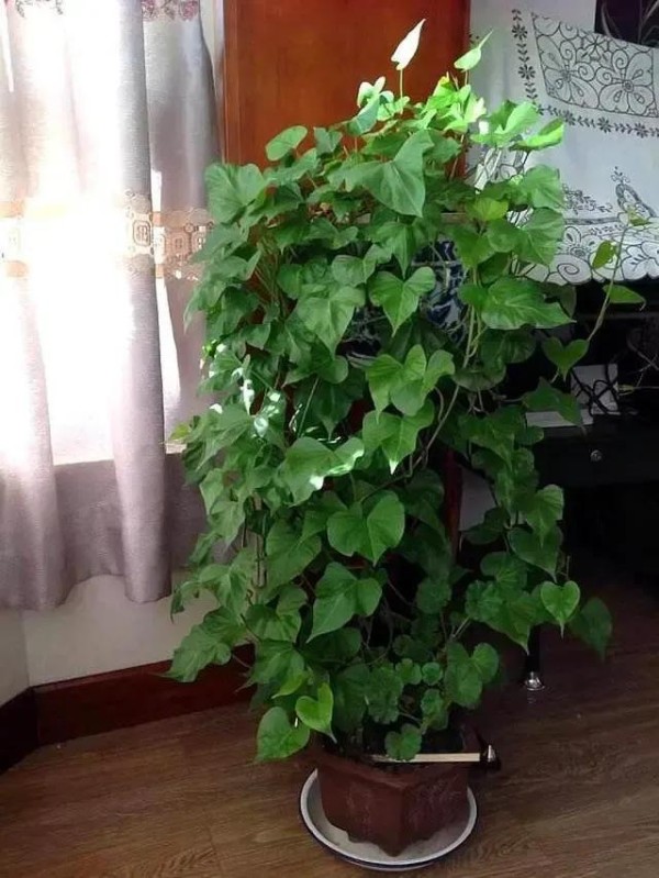如何绿化布置阳台 家庭阳台绿化布置方式大全，如何绿化布置阳台（阳台花卉养殖得技巧）