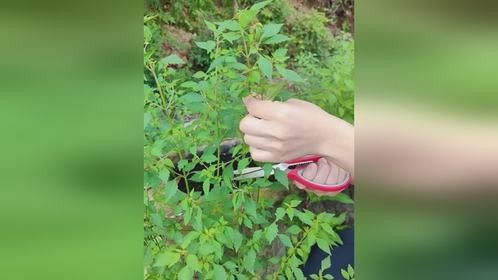 石荠苎又名臭草，有人说它很臭，却有人说它香，你了解它吗？