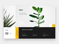 Raika x dribbble 3x