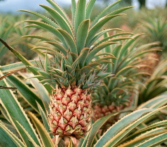 家具油漆味难以接受？5个方法彻底赶走它！