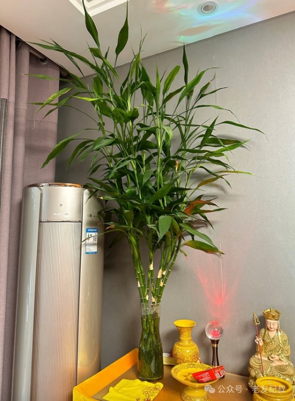 5种"钢铁植物"，连续40天不管竟然长得更好！
