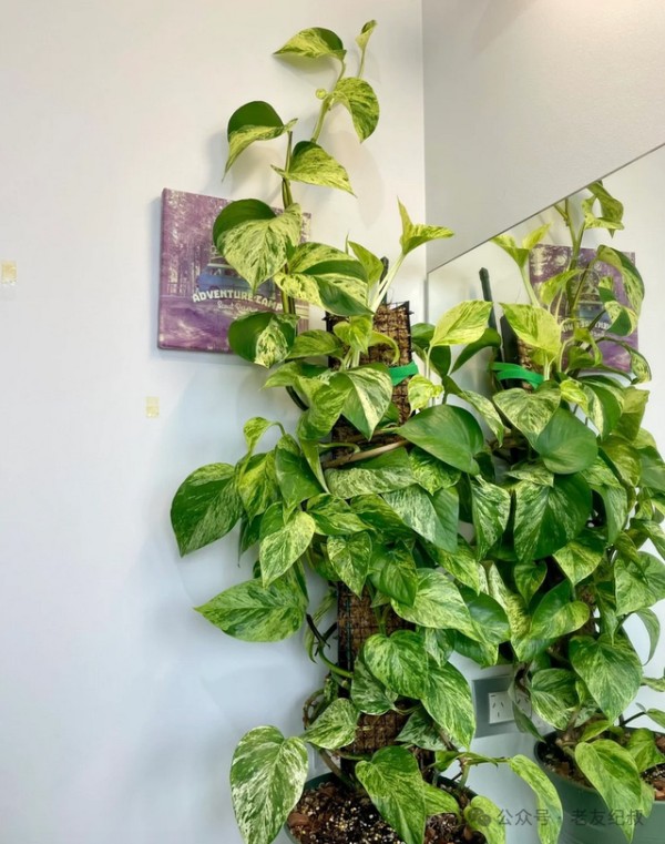 5种"钢铁植物"，连续40天不管竟然长得更好！