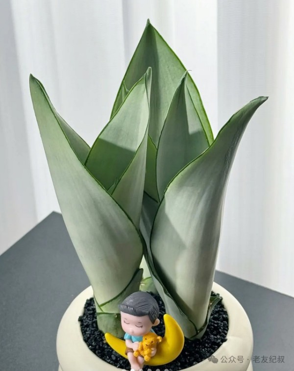 5种"钢铁植物"，连续40天不管竟然长得更好！