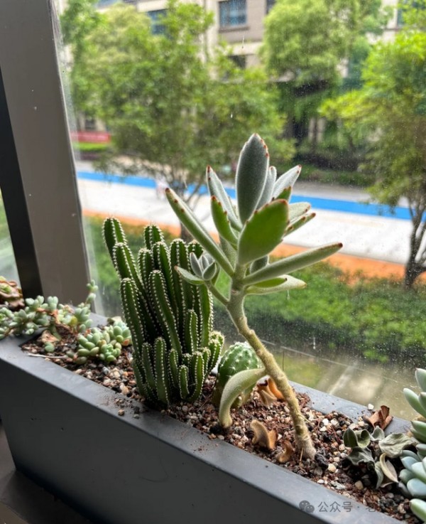 5种"钢铁植物"，连续40天不管竟然长得更好！