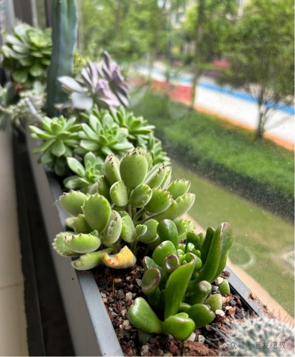 5种"钢铁植物"，连续40天不管竟然长得更好！