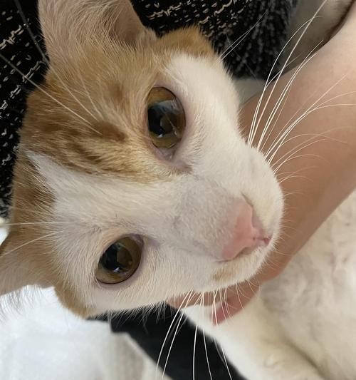 为什么猫咪会流眼泪（探究猫咪眼泪的成因与应对方法）