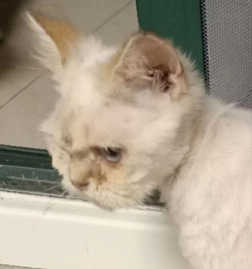 为什么猫咪会流眼泪（探究猫咪眼泪的成因与应对方法）