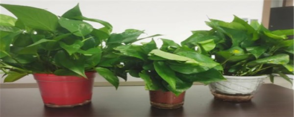 绿色植物4.jpg