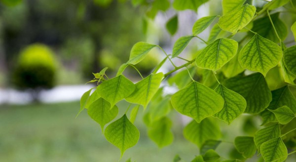 菩提