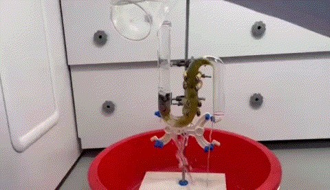 实际试验视频