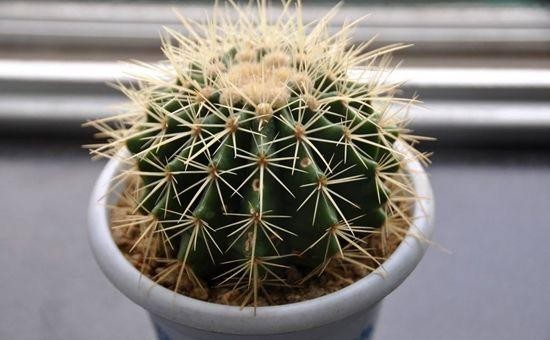 5种好看又皮实的植物，家里养1盆，不用费心管理，也能旺盛生长
