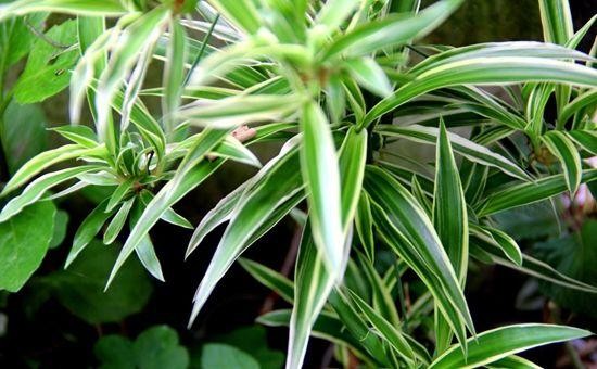 5种好看又皮实的植物，家里养1盆，不用费心管理，也能旺盛生长