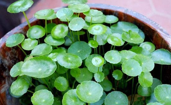 5种好看又皮实的植物，家里养1盆，不用费心管理，也能旺盛生长