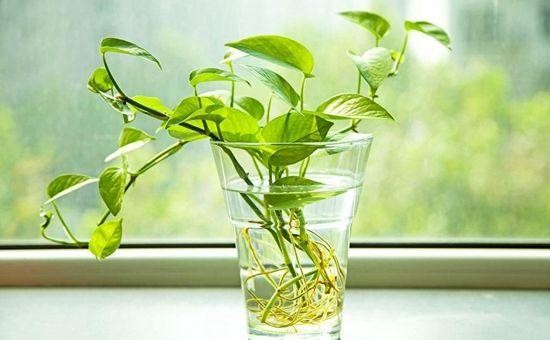 5种好看又皮实的植物，家里养1盆，不用费心管理，也能旺盛生长