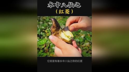 这就是划这船儿采红菱的红菱，你有吃过吗
