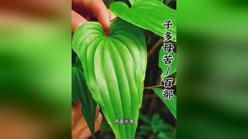 子多母苦、百部