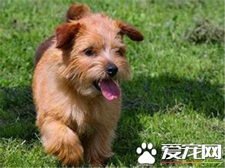 罗福梗的生活习性 罗福梗活泼而讨人喜欢
